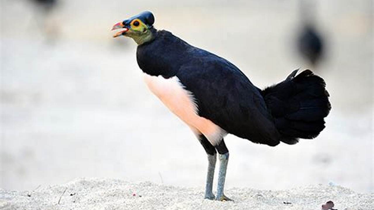 Habitat Bagi Banyak Spesies Burung Yang Terancam Punah, Danau Terbesar