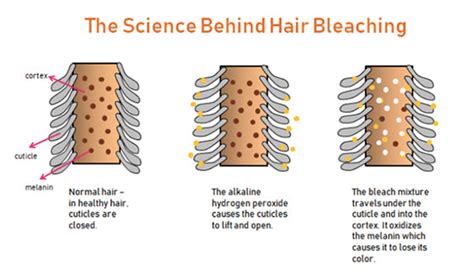 Understanding the Science: Why Brown To Blonde Takes Time