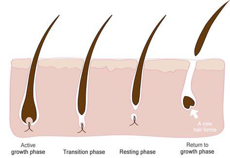 Hair Fall with Root Attached