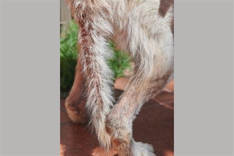 Unraveling the Mystery Behind Hair Loss in Dog Tails: Causes and Treatments Explained