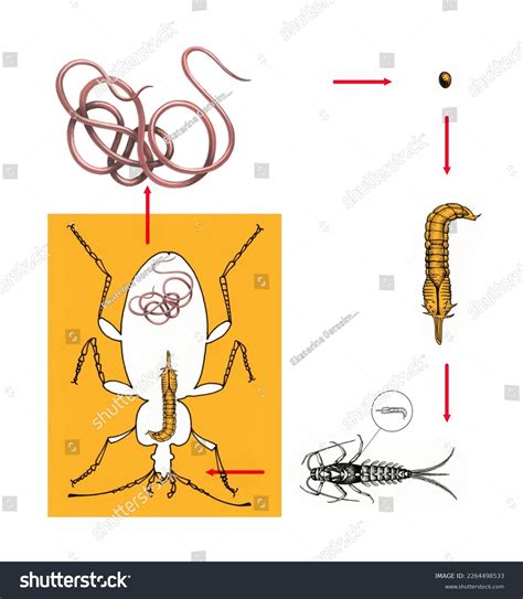 Hair Worm Control
