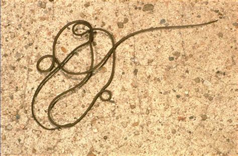 Hair Worm Identification