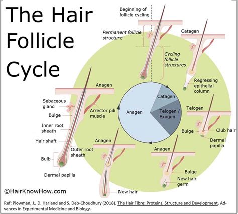 Hair+follicle+Cycle