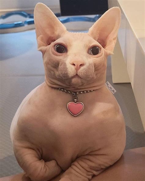 Hairless Cat Funny