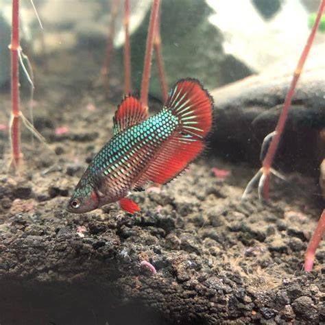 Half Moon Betta Fish Female