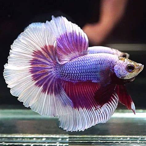 Half Moon Butterfly Betta