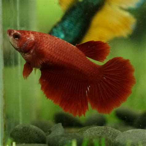Halfmoon Betta Female