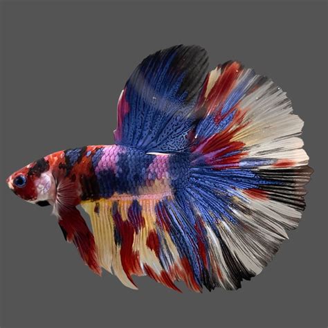 Halfmoon Betta Fish For Sale