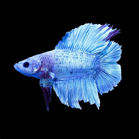Halfmoon Plakat Betta