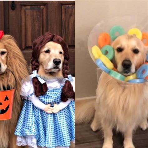 Halloween Costumes For Dogs