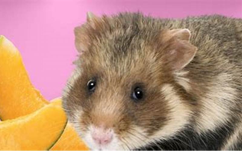 Hamster Eating Cantaloupe
