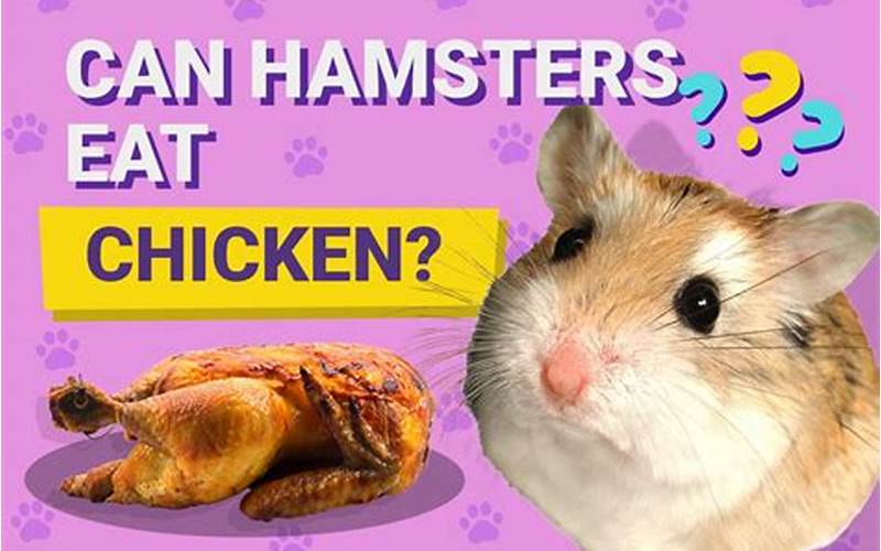 Hamster Eating Chicken