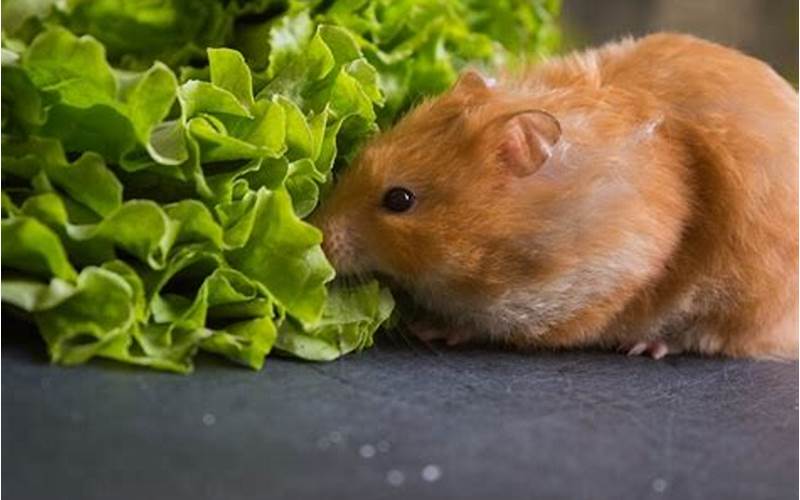 Hamster Eating Lettuce