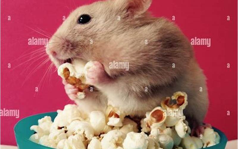 Can a Hamster Eat Popcorn?