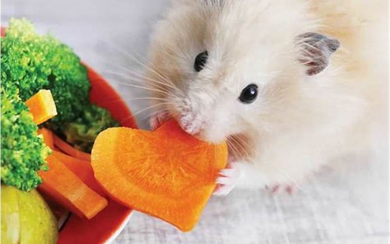 Hamster Eating Vegetables