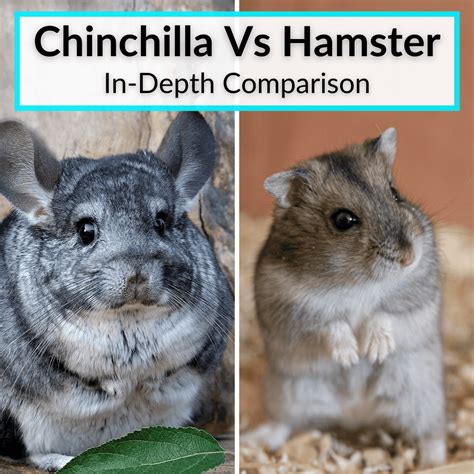 Hamster And Chinchilla