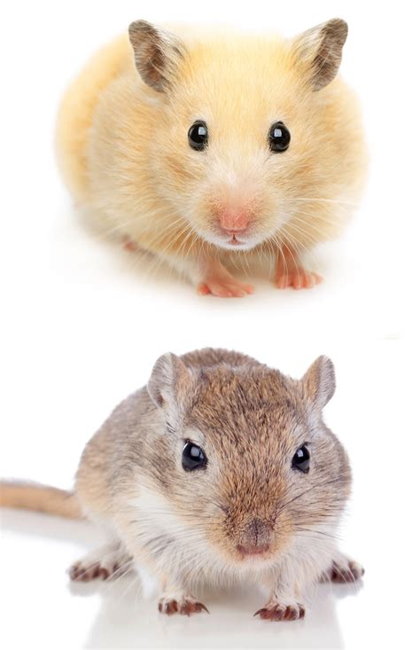 Hamsters and Gerbils