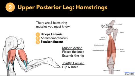 Hamstring Health: Function, Issues & Treatment