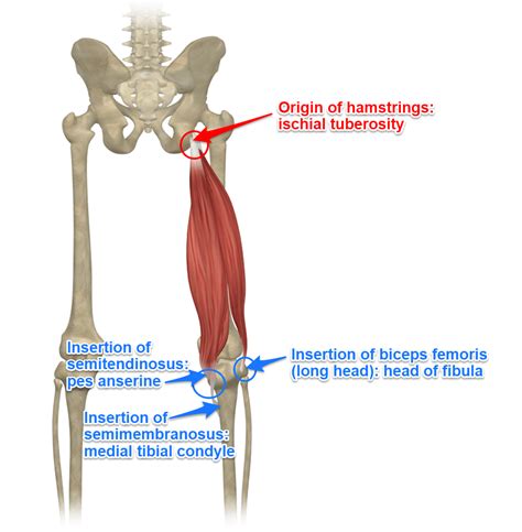 Hamstrings