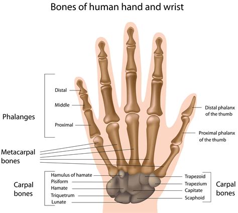 Wrist & Hand Atlas of Anatomy