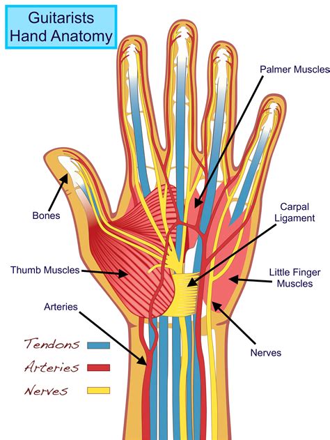 Muscles of the Hand AnatomyZone