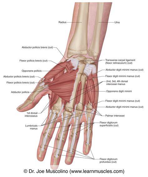 Hand Muscles Anatomy