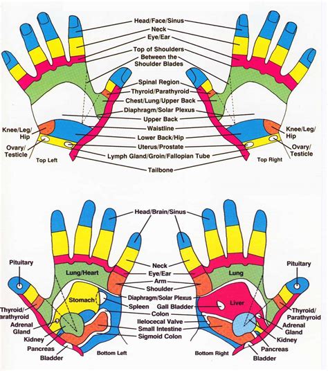Hand Reflexology Massage Chart