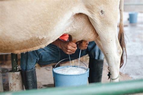 Hand-Milking