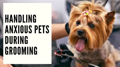 Handling Grooming Anxiety