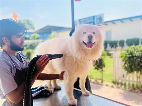 Handling Specific Grooming Needs