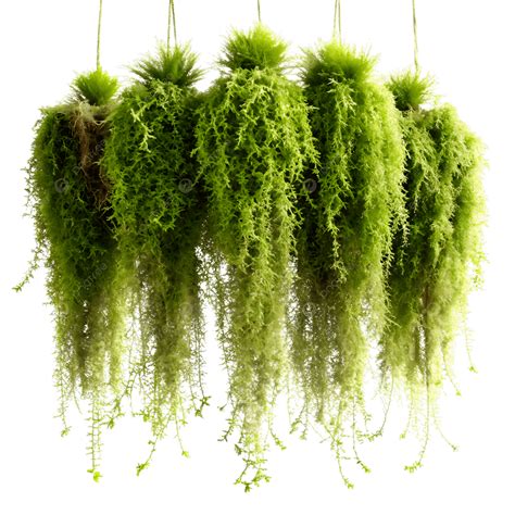 Hanging Moss Png