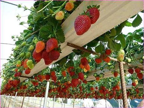 Hanging Strawberry Garden Gutter