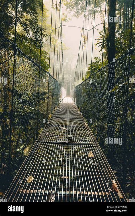 Hanging bridge in rainforest
