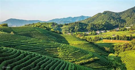 Hangzhou Day Trip Review: Tea, Bamboo, and a Refreshing River Breeze
