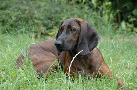 Hanover Hound Photograph by Duncan Usher