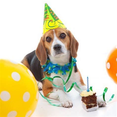 Happy Birthday Beagle Funny