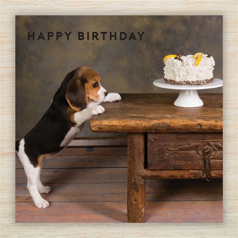 Happy Birthday Beagle Gif: A Perfect Way To Celebrate Your Furry
Friend's Special Day In 2023