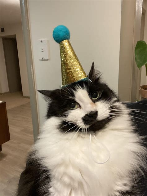 Happy Cat With Birthday Hat