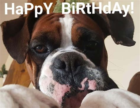 Happy Birthday Boxer Dog Meme
