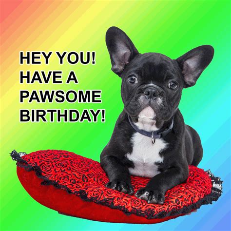 Happy Birthday Meme Dog