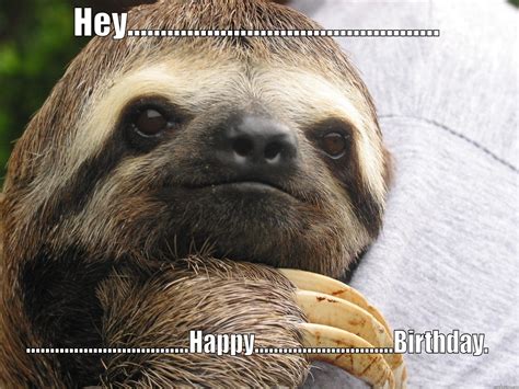 Happy Birthday Meme Sloth