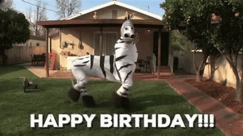Happy Birthday Zebra Meme