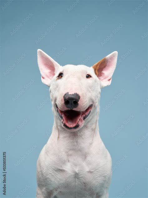 Happy Bull Terrier