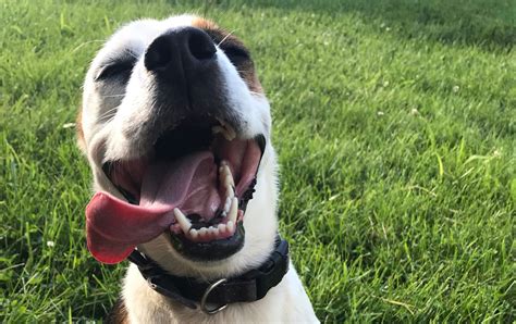 Happy Dog Images
