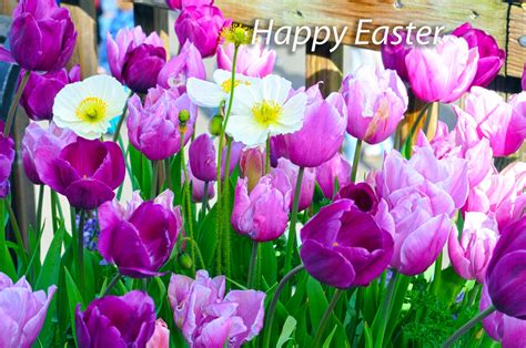 Happy Easter Flowers Images