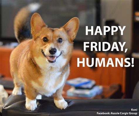 Happy Friday Meme Dog