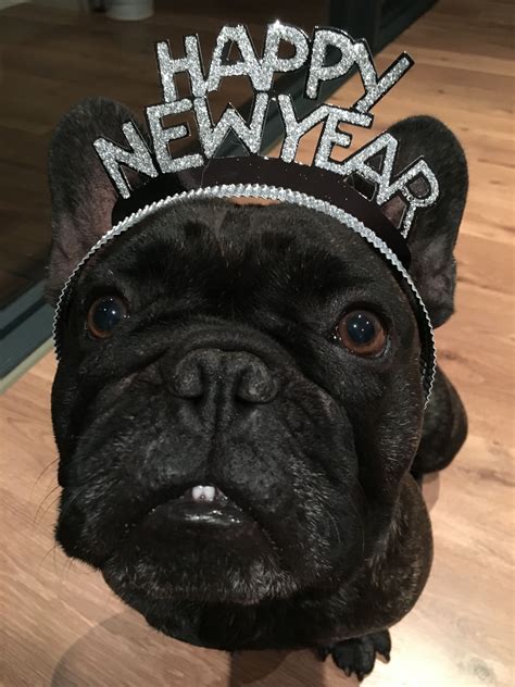 Happy New Year French Bulldog Images
