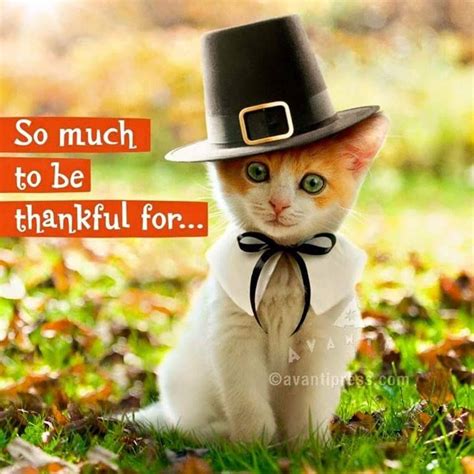 Happy Thanksgiving Kitty Meme