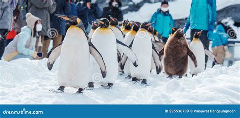 Happy Tourists Penguin Parade