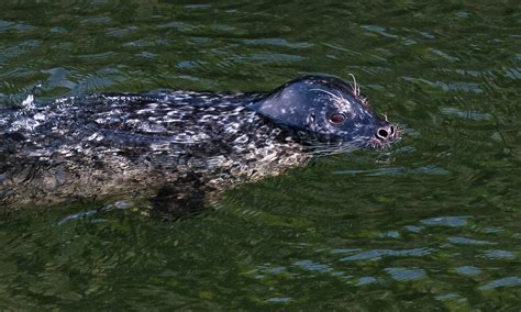 Harbor Seals Swimming